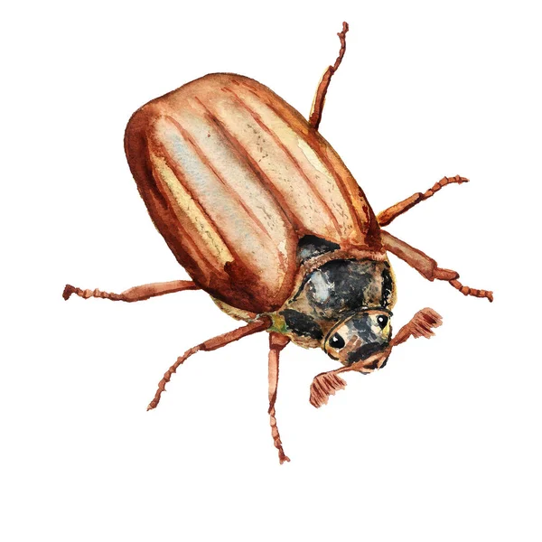 Suluboya saksocu mayıs böceği — Stok fotoğraf