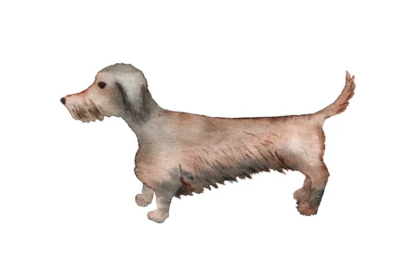 Watercolor dog breeds. Wire-haired Dachshund. — Zdjęcie stockowe