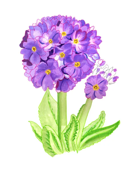 Realistiska handritade lila primula blommor. — Stockfoto