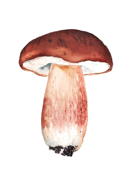 Boletus edilus mushroom — Stock Photo, Image