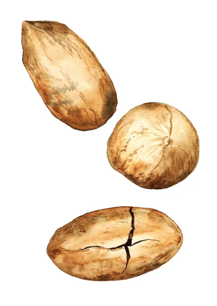 Akvarell pekannötter med skal — Stockfoto