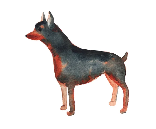 Aquareltekenfilmhond Miniatuur Pinscher — Stockfoto