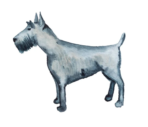 Watercolor cartoon dog Standard Schnauzer. — Stock Photo, Image