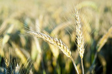 Kulakların arka plan alanını çavdar