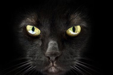 siyah bir kedi namlu