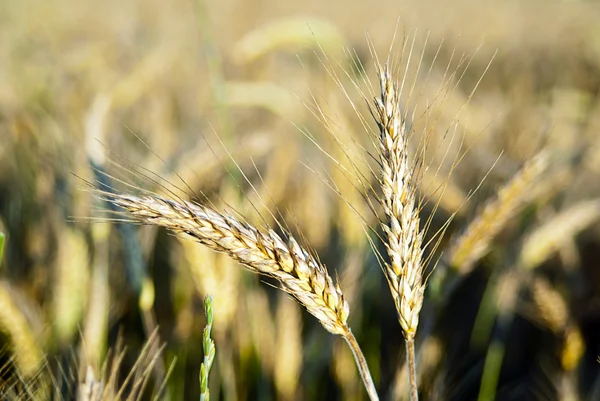 Ähren aus Roggen in der Natur — Stockfoto