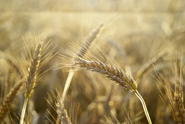Ears of rye in the background field — Stock Photo, Image