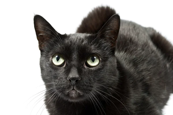 Frightened eyes of a black cat — Stock Photo, Image