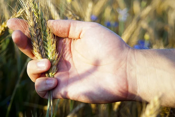 Hand checking rye seeds in nature — Stock Photo, Image