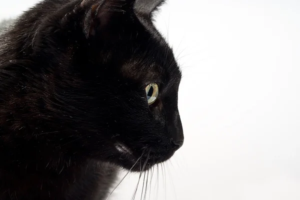 Retrato de um gato preto — Fotografia de Stock