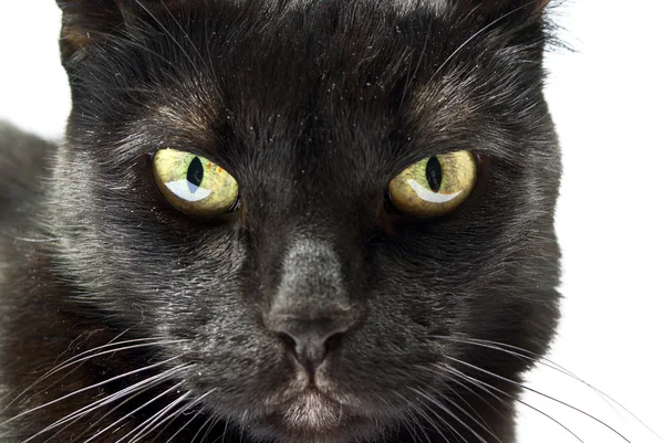Snuit van een zwarte kat — Stockfoto