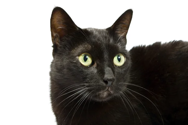 Gladde zwarte kat op een witte achtergrond — Stockfoto