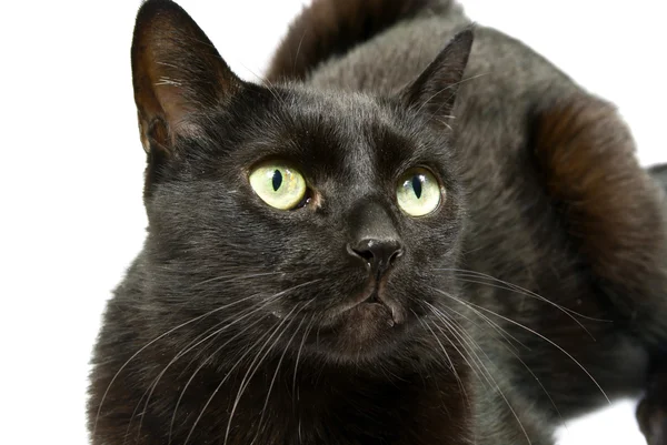 Sleek black cat — Stock Photo, Image