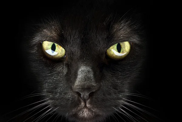 Tlama černá kočka Stock Fotografie