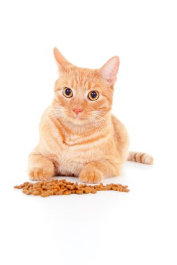 Kırmızı kedi besleme ile portresi