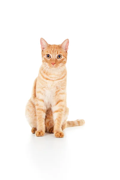 Hermoso jengibre gato mintiendo — Foto de Stock