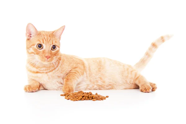 Gato vermelho bonito e alimentação — Fotografia de Stock