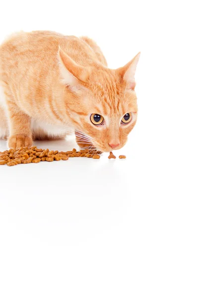 Güzel kırmızı kedi İZOLELİ yem yiyor — Stok fotoğraf