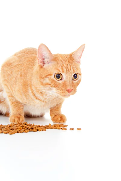 Beautiful red cat eats feed — Stock Photo, Image