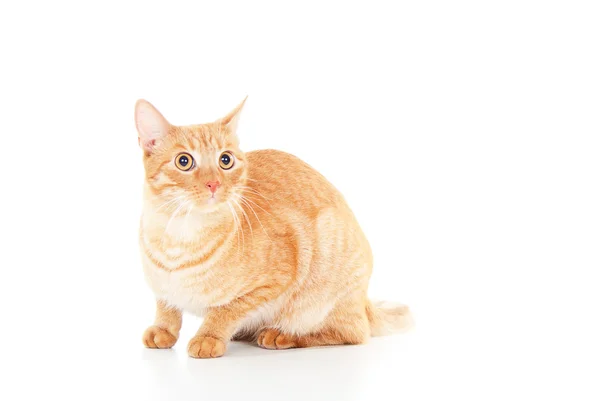 Schöne rote Katze — Stockfoto