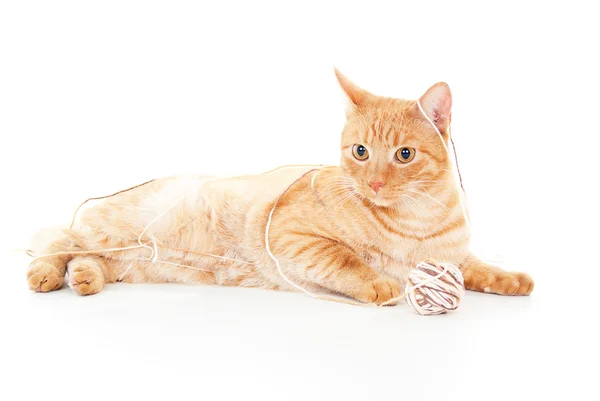 Belo gato vermelho brincando com uma bola — Fotografia de Stock