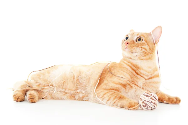Szép, vörös macska játszik — Stock Fotó