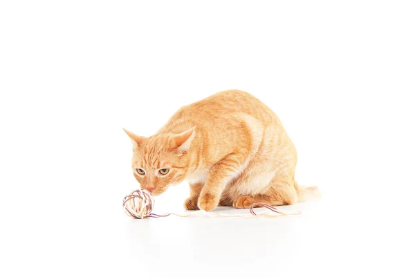 Gato vermelho bonito com uma bola de fio — Fotografia de Stock