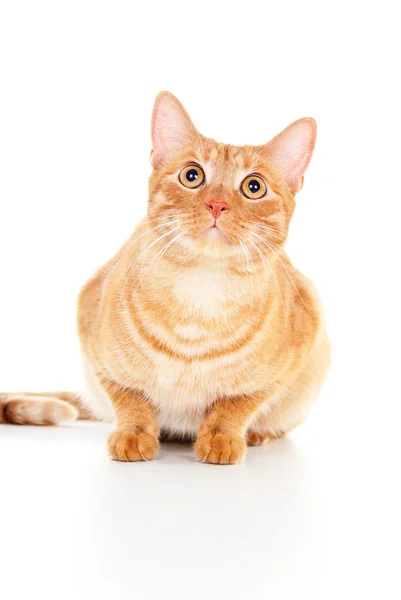 Bellissimo gatto rosso siede isolato — Foto Stock