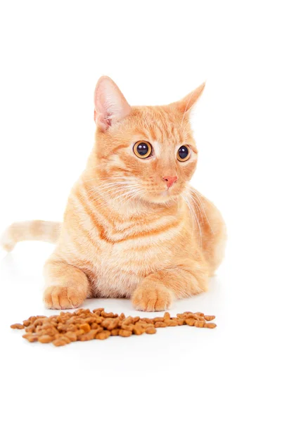 Gato acostado cerca de la alimentación — Foto de Stock