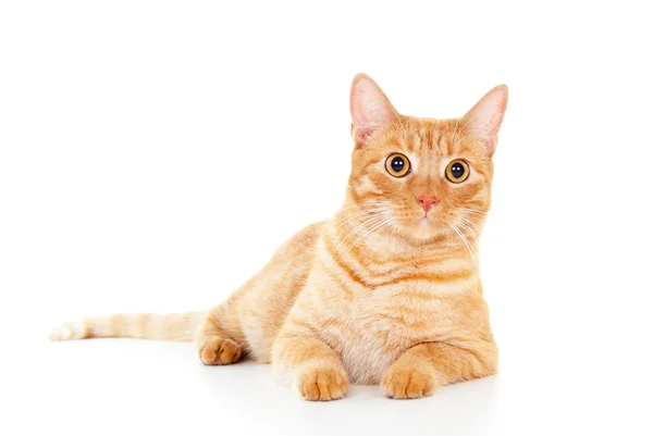 Elegante gato rojo tirado en el suelo — Foto de Stock