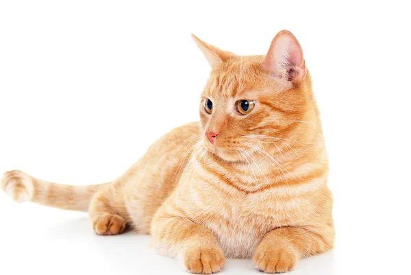 Gato vermelho elegante — Fotografia de Stock