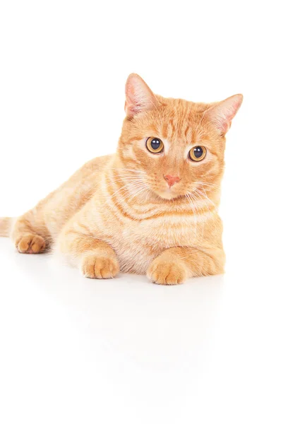 Sevimli kırmızı kedi izole görünüyor — Stok fotoğraf