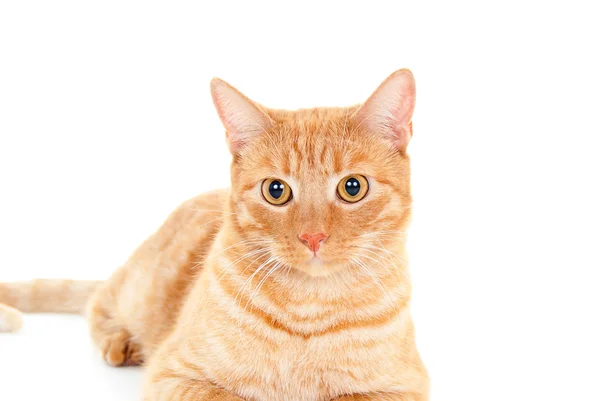 Carino rosso gatto guarda — Foto Stock