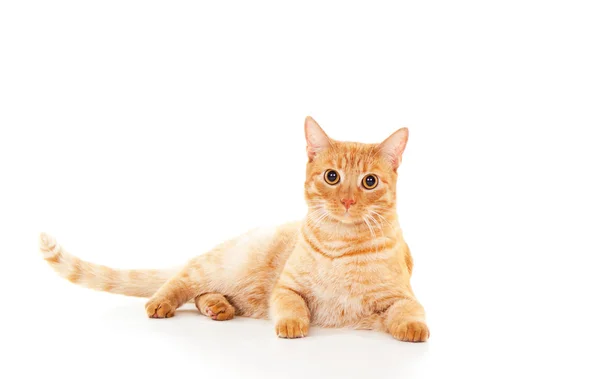 Ginger gato mintiendo — Foto de Stock