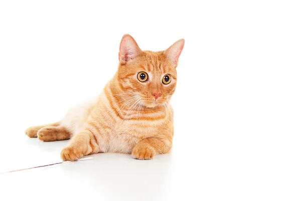 Gato vermelho adulto saudável — Fotografia de Stock