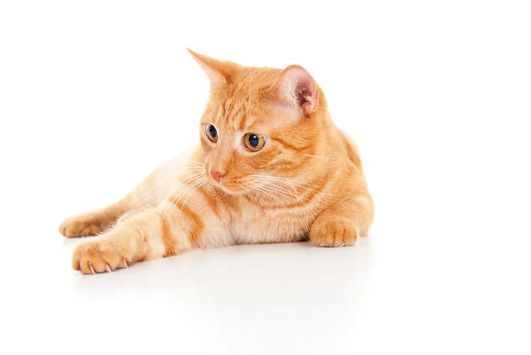 Healthy ginger cat lying on the floor — Stock Photo, Image