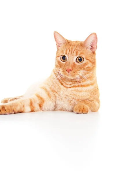 Healthy red cat lying on the floor — Stock Photo, Image