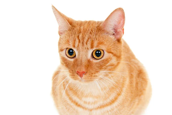 Haustier schöne Katze Porträt — Stockfoto