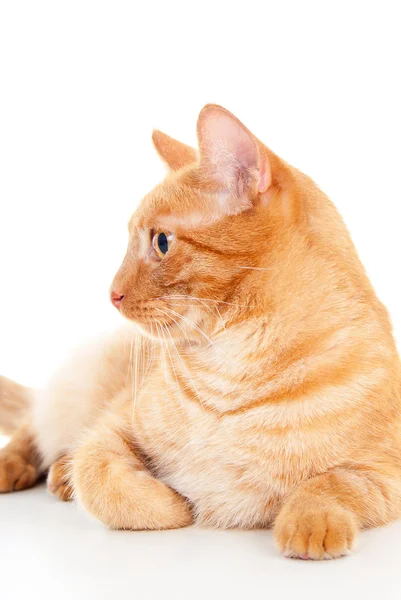 Pet cat portrait of a beautiful redhead — Stock Photo, Image