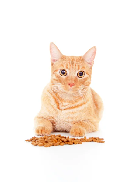 Retrato de un gato con pienso — Foto de Stock