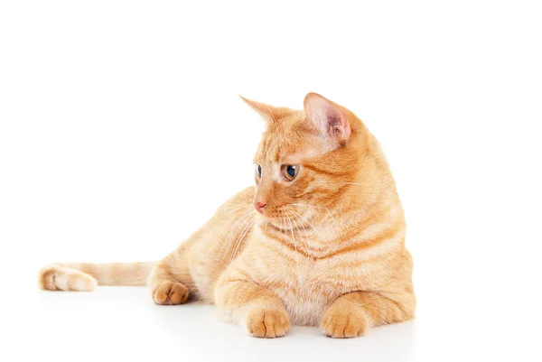 Pretty red cat on the floor — Stock Photo, Image