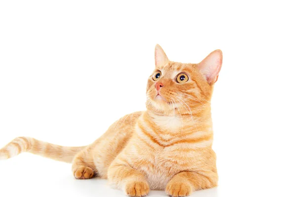 白い床にかなり赤い猫 — ストック写真