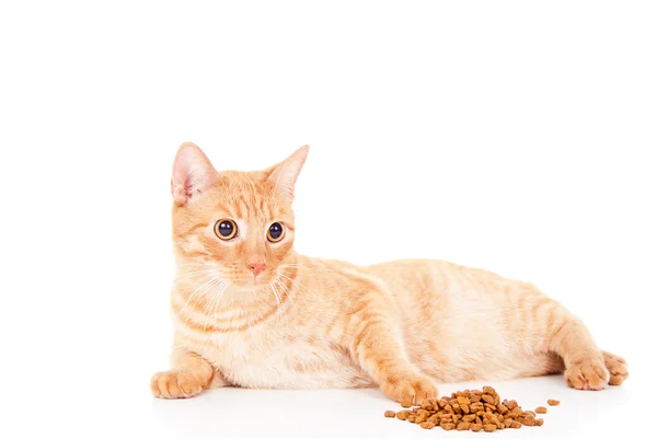 Chat rouge et aliments pour animaux — Photo