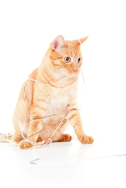 Красная кошка в нитке — стоковое фото