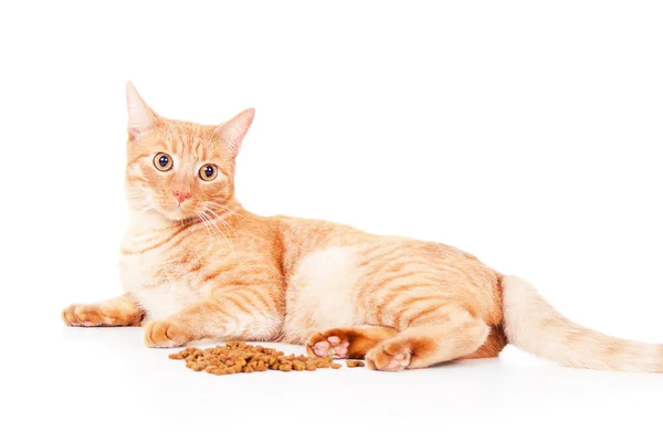 Gato vermelho deitado perto da alimentação — Fotografia de Stock