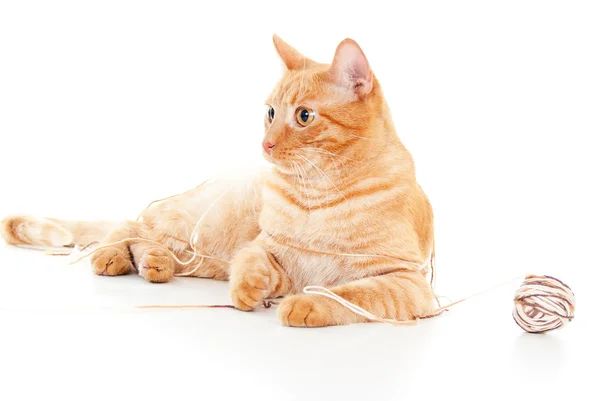 Red cat with a ball of yarn — Stock Photo, Image