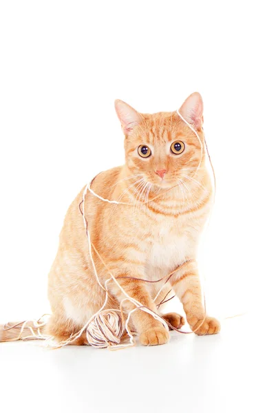 Red cat with a ball of yarn — Stock Photo, Image