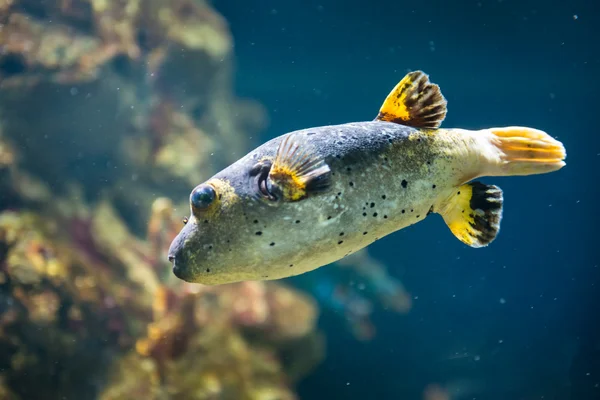 Peces tropicales en el Oceanario de Moscú — Foto de Stock