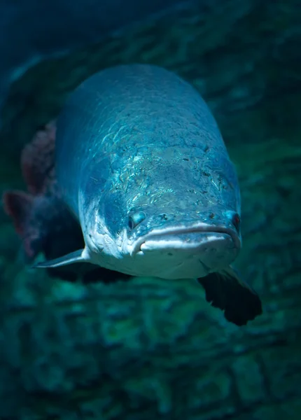 Peces gigantes en el Oceanario de Moscú — Foto de Stock