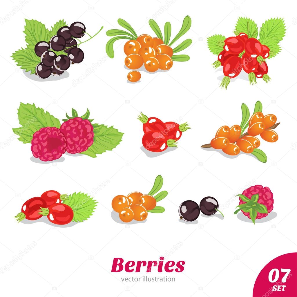 Vector set of juicy berries
